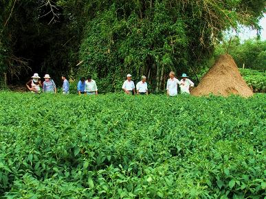 THANH HÓA - NINH BÌNH - BÁI ĐÍNH - TRÀNG AN - MÔ HÌNH TRỒNG RỪNG