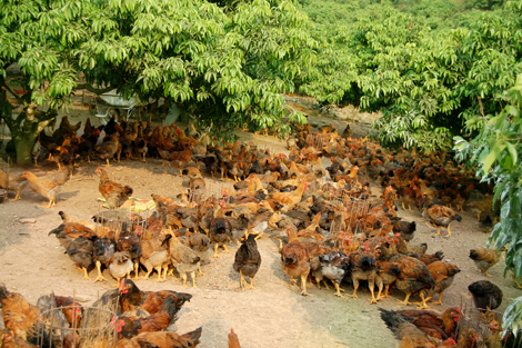 THANH HÓA - HẠ LONG - MÔ HÌNH NUÔI GÀ YÊN THẾ - MÓNG CÁI - ĐÔNG HƯNG